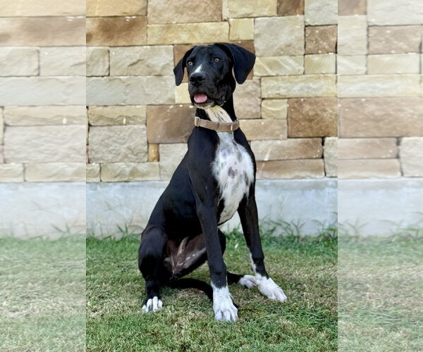 Medium Photo #4 Great Dane-Unknown Mix Puppy For Sale in PIPE CREEK, TX, USA