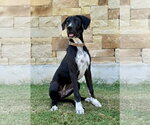 Small #3 Great Dane Mix