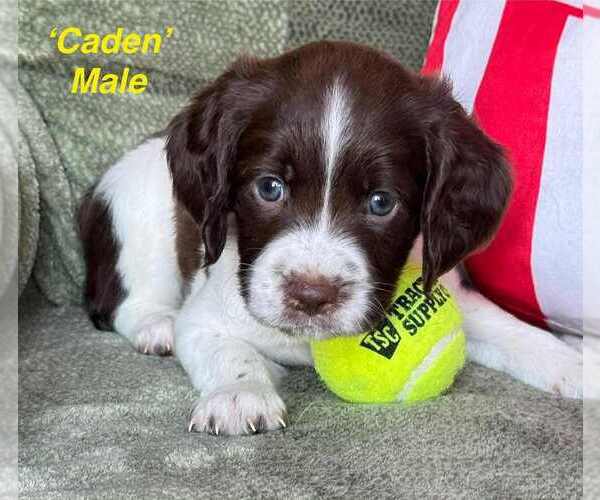 Medium Photo #1 English Springer Spaniel Puppy For Sale in BEAVER SPRINGS, PA, USA