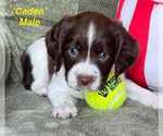 Puppy Puppy 8 English Springer Spaniel