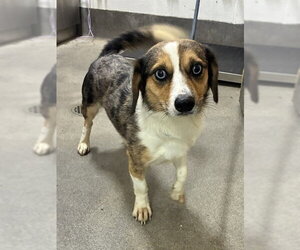 Beagle-Unknown Mix Dogs for adoption in Forestville, MD, USA