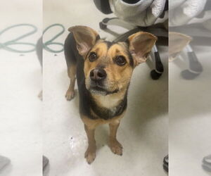 German Shepherd Dog-Unknown Mix Dogs for adoption in Greenbelt, MD, USA