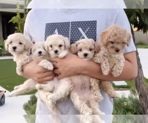 Poodle (Toy) Puppy for sale in CHINO HILLS, CA, USA