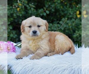 Golden Retriever Puppy for sale in NEWPORT, PA, USA