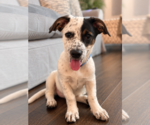 Venus - Beautiful Girl! - Female Dachsador Dog for Adoption - Small photo