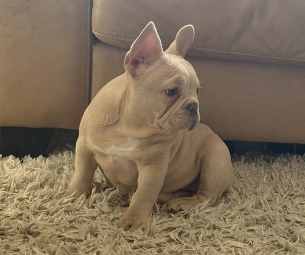 Medium Photo #7 French Bulldog Puppy For Sale in SUSSEX, WI, USA