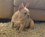 Small #6 French Bulldog