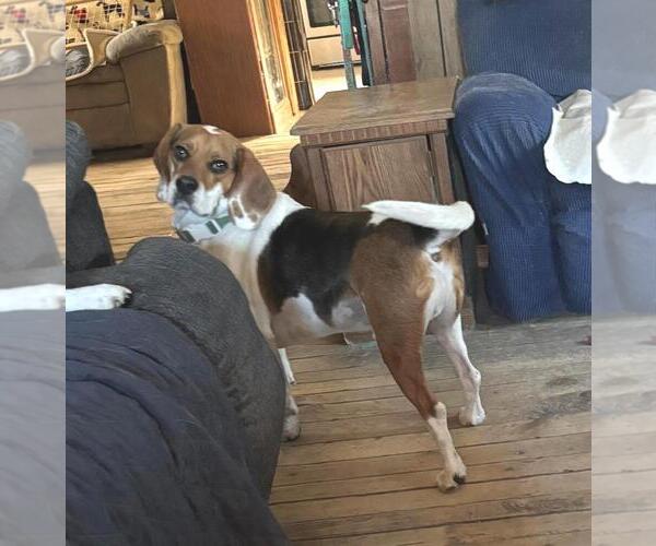Medium Photo #2 Beagle Puppy For Sale in Rootstown, OH, USA