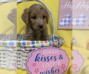 English Cream Golden Retriever-Poodle (Standard) Mix Puppy for sale in DEARBORN, MO, USA