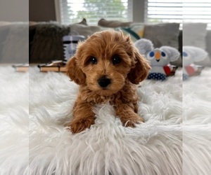 Goldendoodle (Miniature) Puppy for sale in INDIANAPOLIS, IN, USA