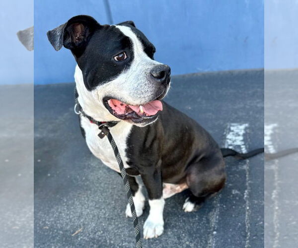Medium Photo #8 American Bulldog-American Staffordshire Terrier Mix Puppy For Sale in Lake Forest, CA, USA