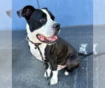 Small #7 American Bulldog-American Staffordshire Terrier Mix