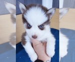 Small Photo #15 Pomsky Puppy For Sale in PUNTA GORDA, FL, USA