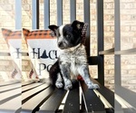 Small Photo #3 Australian Cattle Dog-Border Collie Mix Puppy For Sale in GREENFIELD, IN, USA