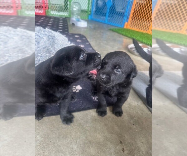 Medium Photo #6 Labrador Retriever Puppy For Sale in BEAUFORT, NC, USA