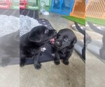 Small #5 Labrador Retriever