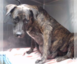 Mutt Dogs for adoption in Downey, CA, USA