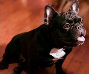Mother of the French Bulldog puppies born on 03/07/2026