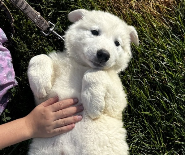 Medium Photo #3 Great Pyrenees Puppy For Sale in CANOGA, NY, USA