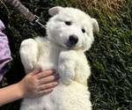 Small #2 Great Pyrenees