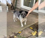 Small #4 Mutt