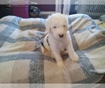 Small #2 Sheepadoodle