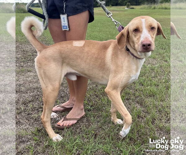 Medium Photo #7 Labrador Retriever-Unknown Mix Puppy For Sale in Washington, DC, USA