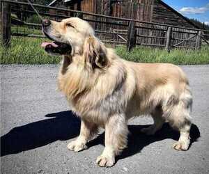 Father of the English Cream Golden Retriever puppies born on 10/15/2025