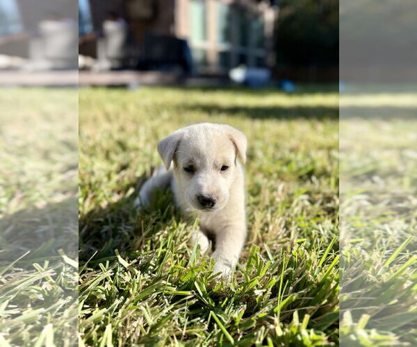 Medium Photo #2 Labrador Retriever-Unknown Mix Puppy For Sale in The Woodlands, TX, USA