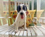 Small #9 Lab-Pointer