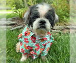 Small #1 Shih Tzu
