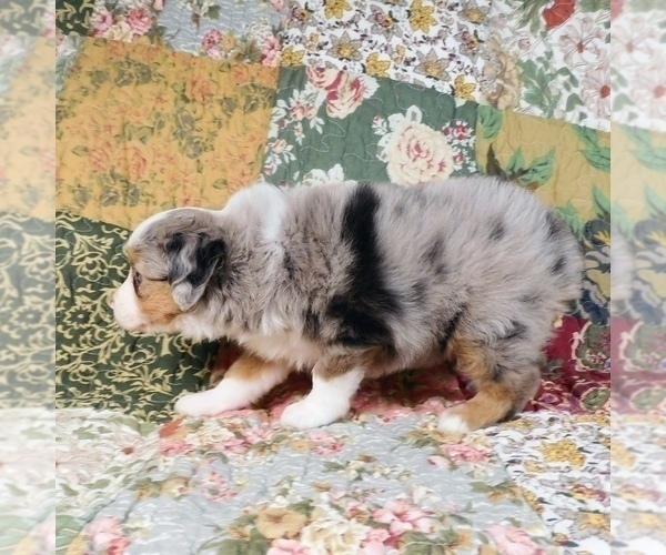 Medium Photo #16 Miniature Australian Shepherd Puppy For Sale in HARRISON, OH, USA