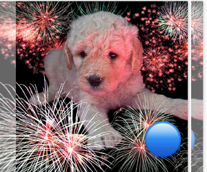 Goldendoodle-Poodle (Standard) Mix Puppy for sale in PRINCETON, WV, USA