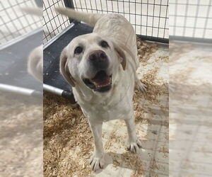 Mutt Dogs for adoption in Princeton, MN, USA