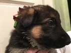 Small Photo #12 German Shepherd Dog Puppy For Sale in QUINCY, IL, USA