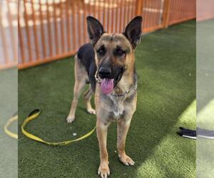 German Shepherd Dog-Unknown Mix Dogs for adoption in Las Vegas, NV, USA
