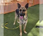 Small German Shepherd Dog Mix