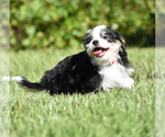 Small #6 Auss-Tzu