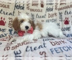 Small #2 Cavapoo