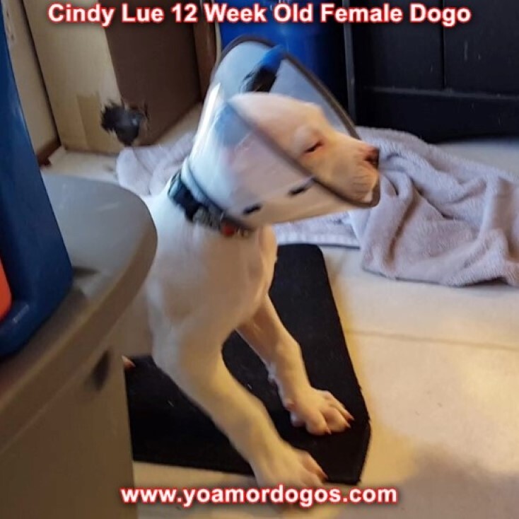 Medium Photo #146 Dogo Argentino Puppy For Sale in PINEVILLE, MO, USA