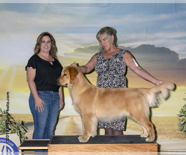 Medium Photo #1 Golden Retriever Puppy For Sale in RENO, NV, USA