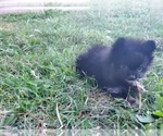 Small Photo #7 Pomeranian Puppy For Sale in KILLEEN, TX, USA