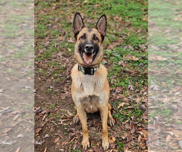 Medium Photo #3 German Shepherd Dog-Unknown Mix Puppy For Sale in Imlay City, MI, USA