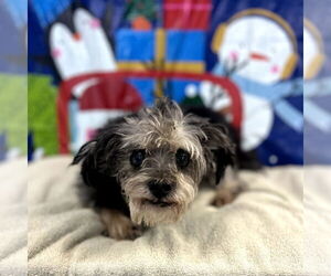 Shih Tzu-Unknown Mix Dogs for adoption in Chico, CA, USA