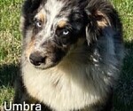 Small Photo #22 Australian Shepherd Puppy For Sale in SYLVA, NC, USA