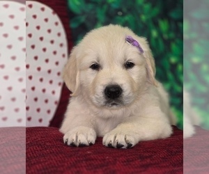 Medium English Cream Golden Retriever