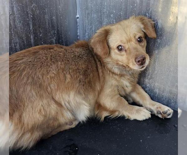 Medium Photo #1 Mutt Puppy For Sale in San Antonio, TX, USA