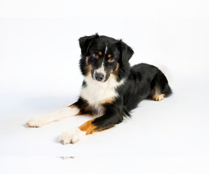 Mother of the Australian Shepherd puppies born on 06/23/2026