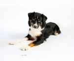 Small Photo #1 Australian Shepherd Puppy For Sale in PLACERVILLE, CA, USA