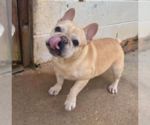 Small #1 French Bulldog Mix